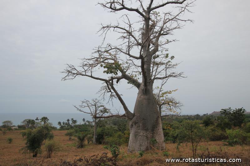 Imbondeiro na região de savana de São Tomé