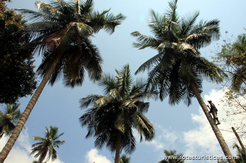 Subindo aos coqueiros para apanhar coco