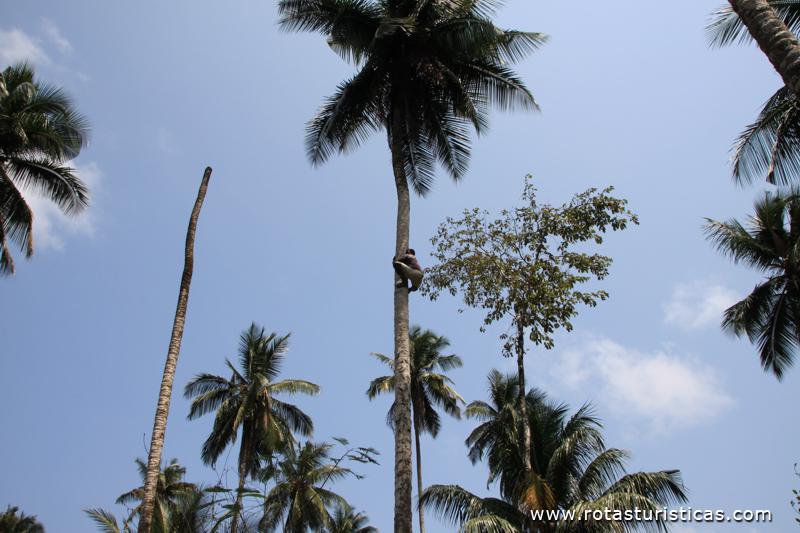 Subindo aos coqueiros para apanhar coco