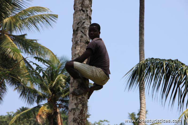 Subindo aos coqueiros para apanhar coco