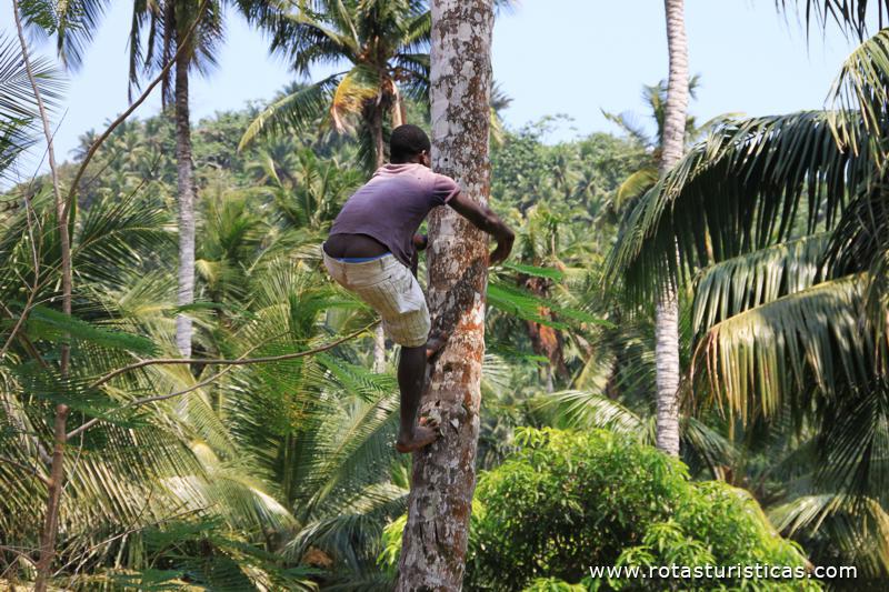 Subindo aos coqueiros para apanhar coco
