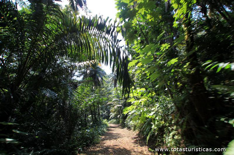 Floresta do Sul da Ilha