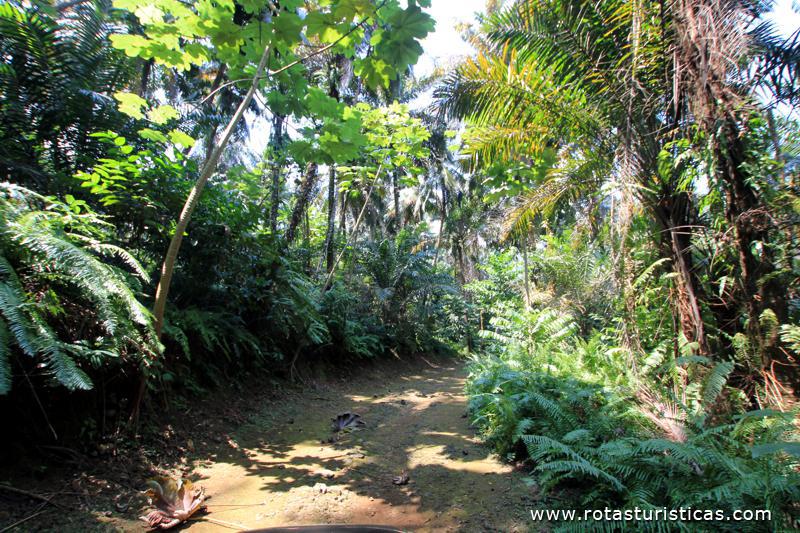 Floresta do Sul da Ilha