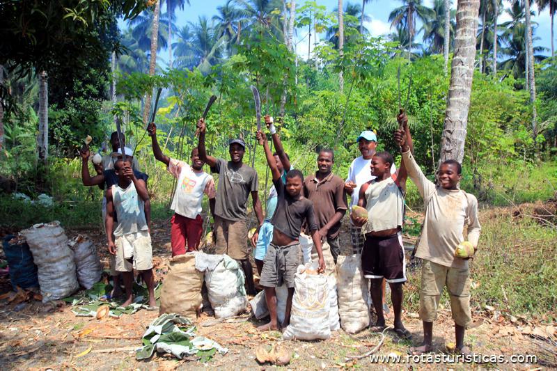 A equipe da apanha do coco
