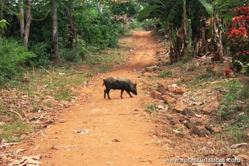 Caminho para o marco do Equador,  Ilheu das Rolas