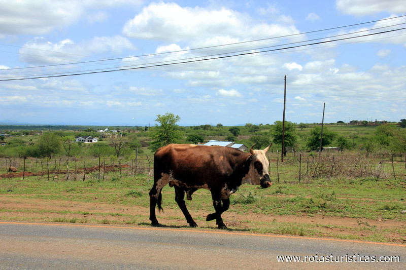 Vacas ao Longo da Estrada