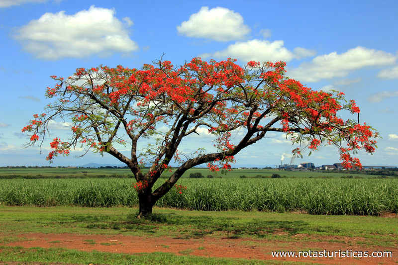 Paisagens da Suazilândia