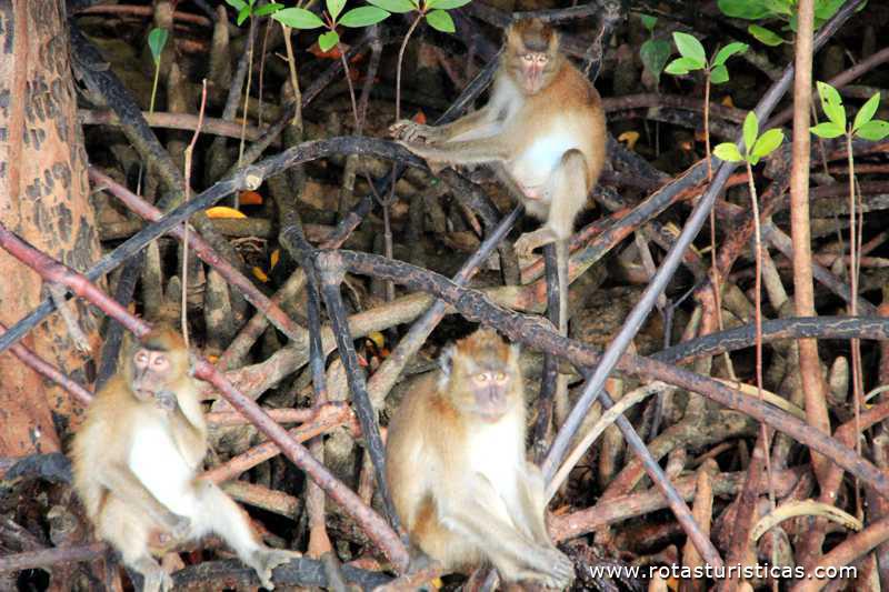 Macacos do mangue (Krabi/Tailand)