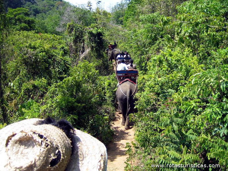 Passeio de elefante pelos trilhos da selva em Krabi