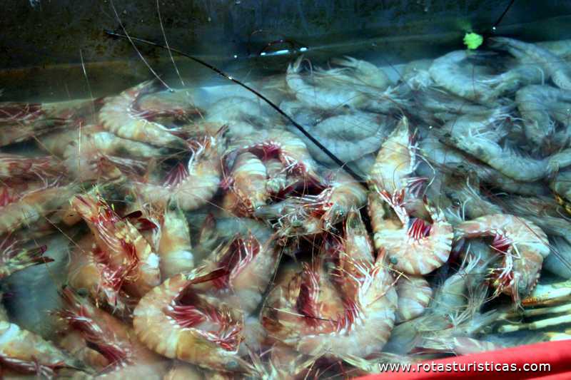 Muita variedade de frutos do mar em Patong Beach (Phuket/Tailand)