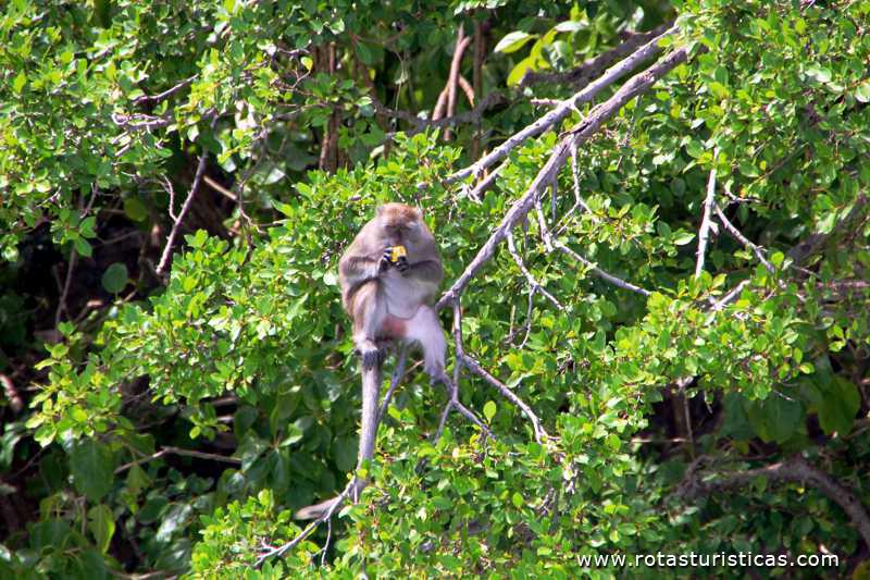 Ilha dos macacos, Monkey Island - Ko Phi Phi Don  (Phi Phi Islands / Tailand)
