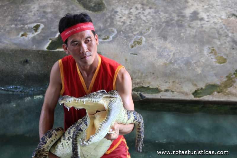 Show de crocodilos