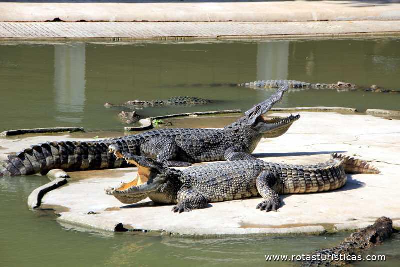 Show de crocodilos