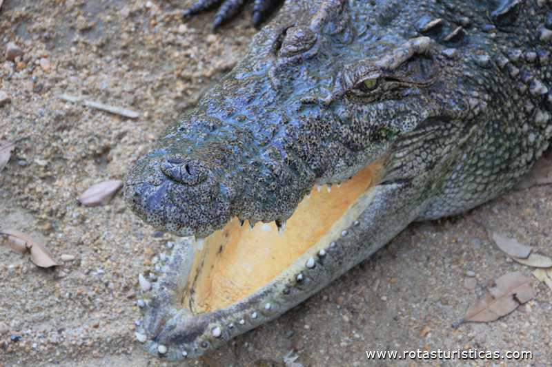 Show de crocodilos