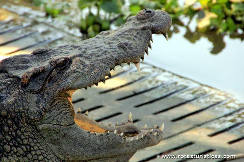 Show de crocodilos