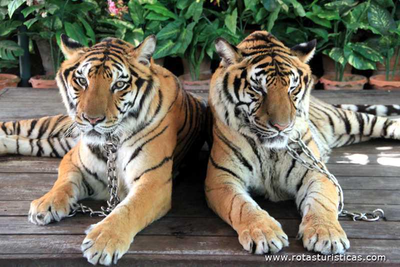 Tigres com quem pode tirar foto
