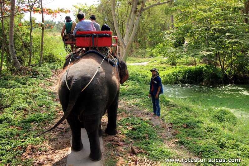 Passeio de elefante pelos bosques