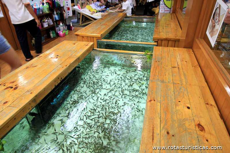Tanques com peixes que são usados para massagear os pés