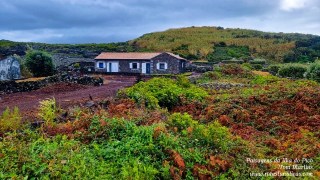 Ilha do Pico