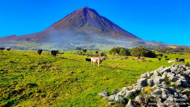 Ilha do Pico