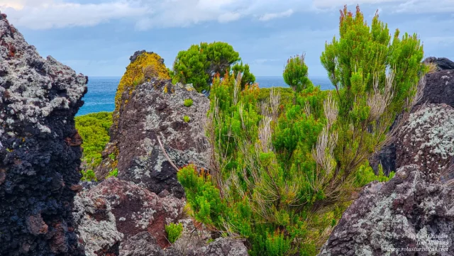 Ilha de São Jorge, Açores