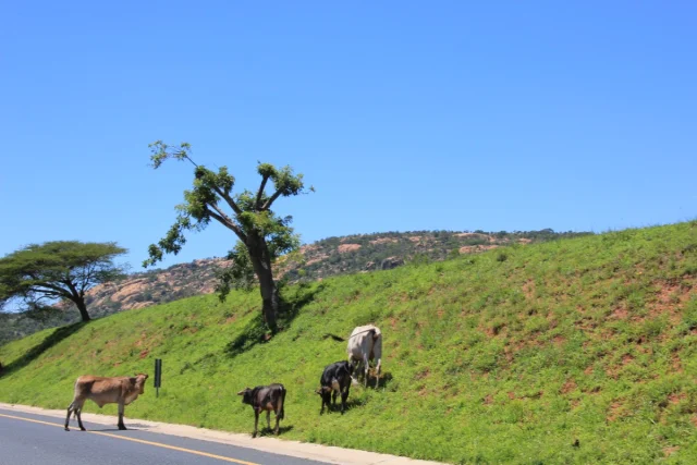 Santa Lucia - Africa do Sul