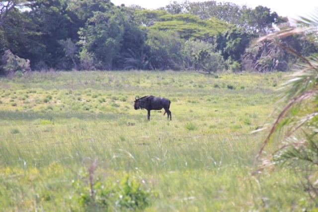 Santa Lucia - Africa do Sul