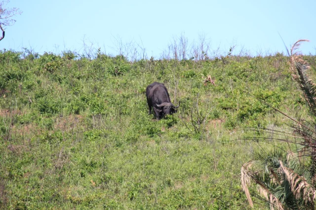Santa Lucia - Africa do Sul