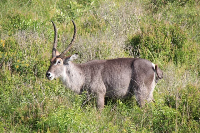 Santa Lucia - Africa do Sul