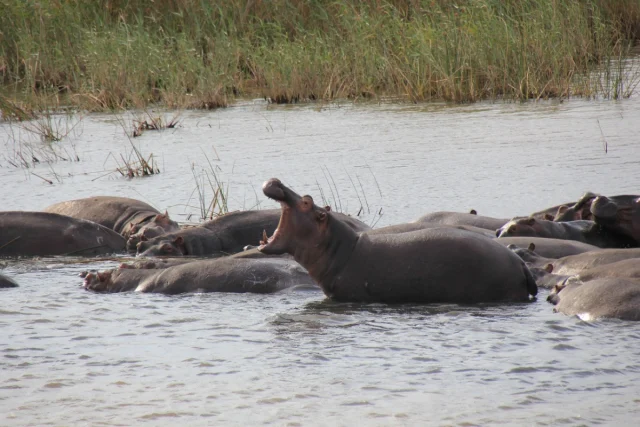Santa Lucia - Africa do Sul