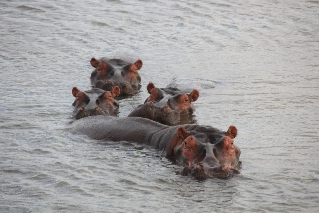Santa Lucia - Africa do Sul