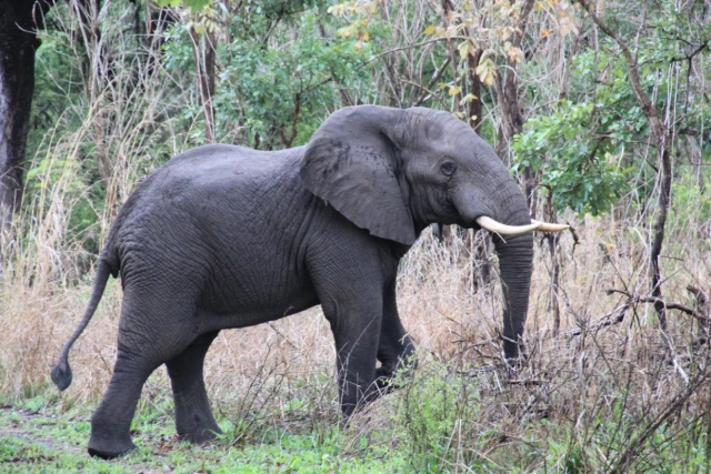 Parque Nacional da Gorongosa