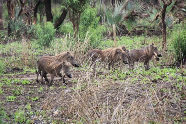 Parque Nacional da Gorongosa