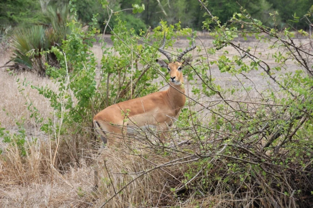 Parque Nacional da Gorongosa