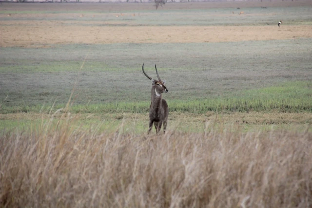 Parque Nacional da Gorongosa
