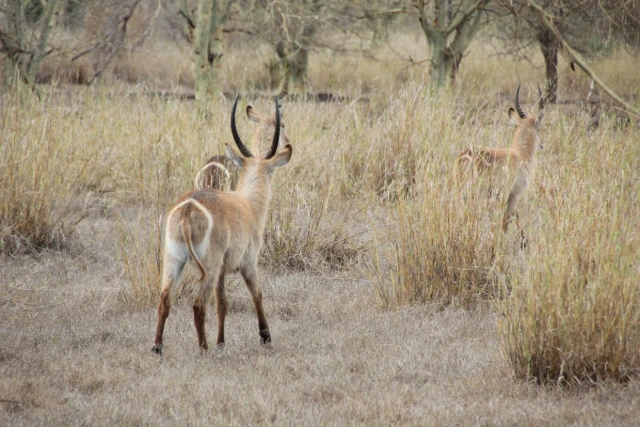 Parque Nacional da Gorongosa