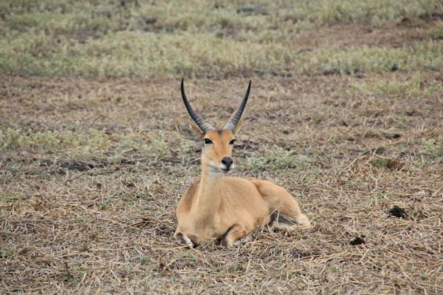 Parque Nacional da Gorongosa