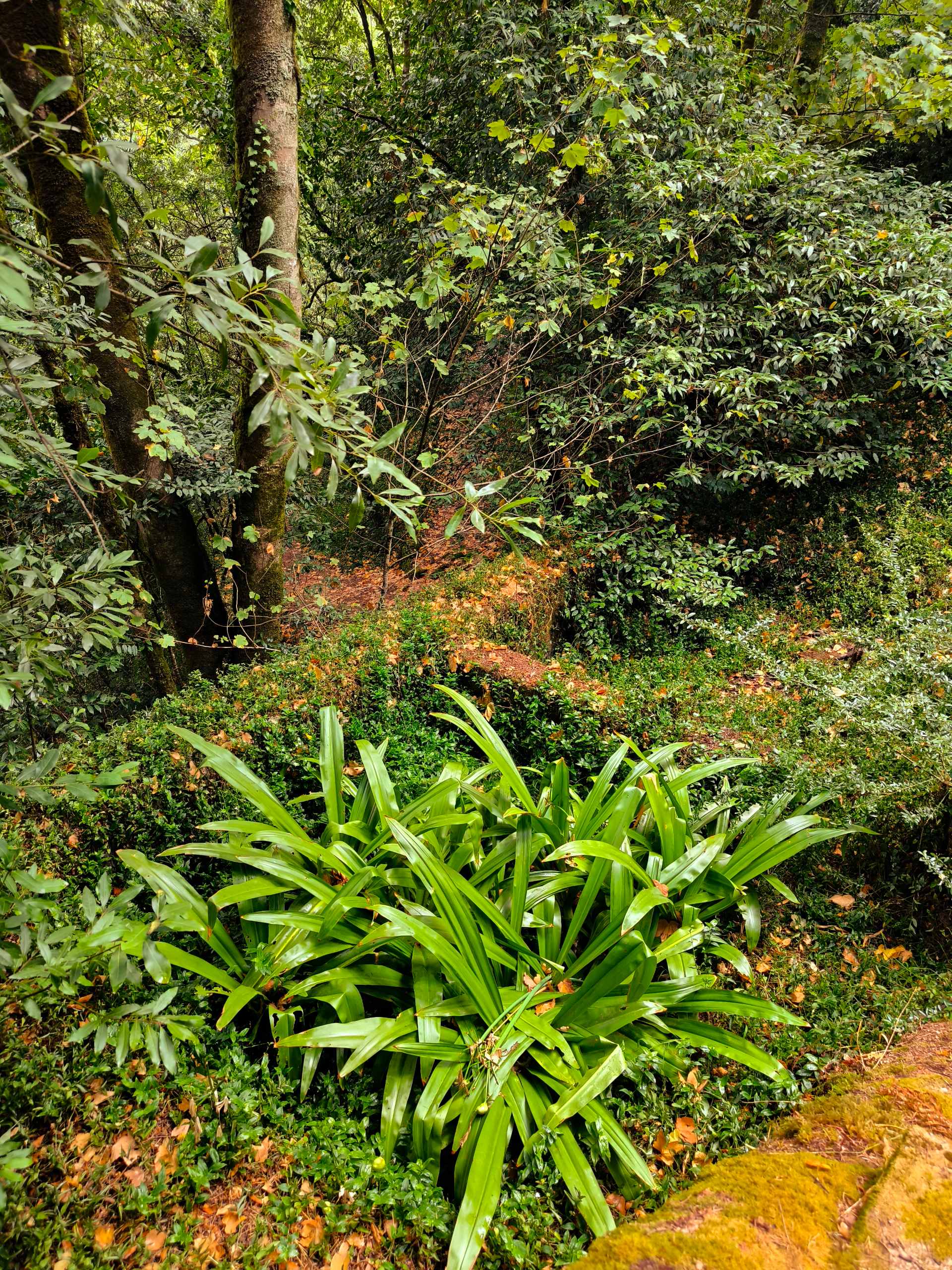 Mata do Buçaco