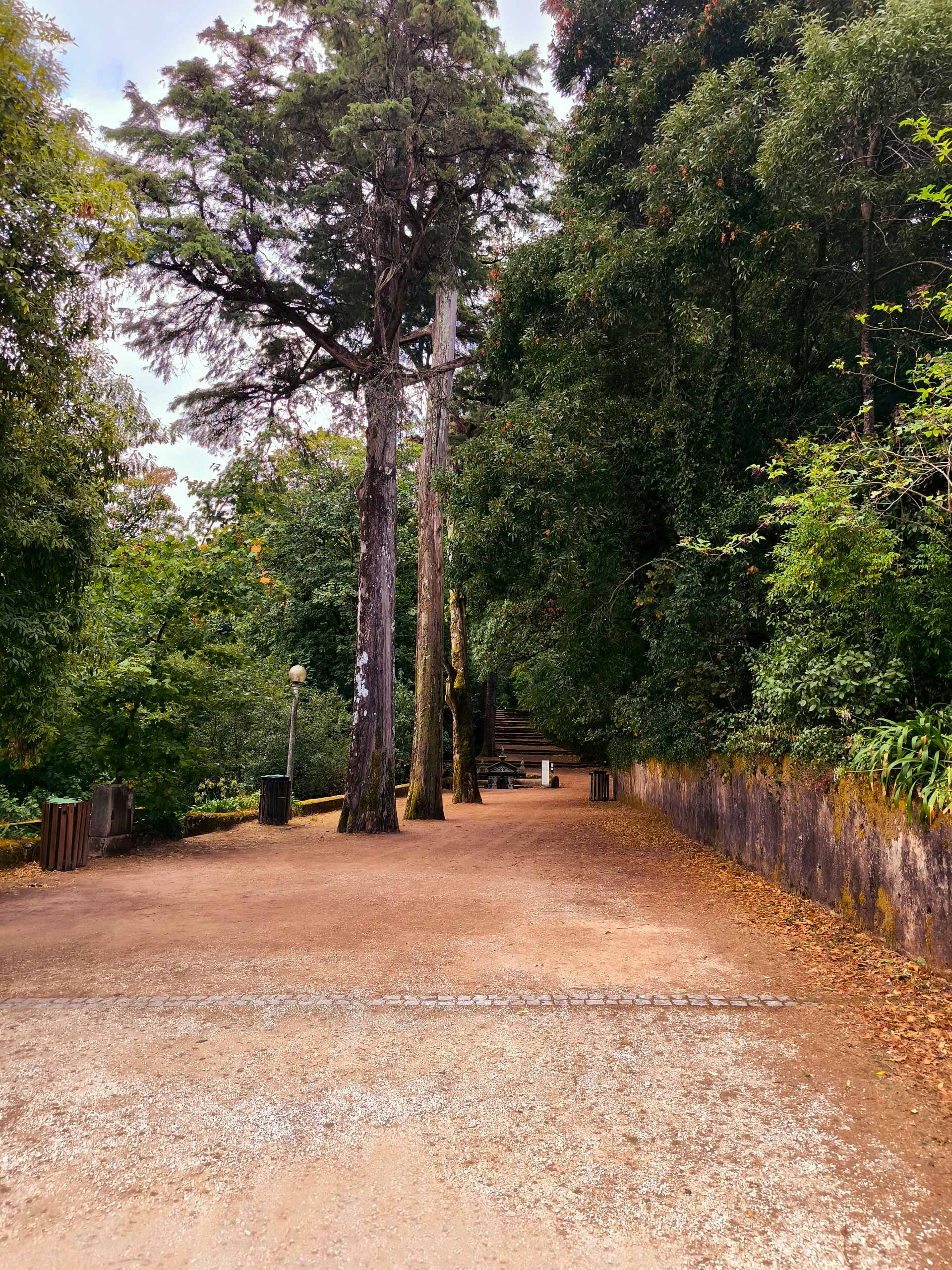 Mata do Buçaco