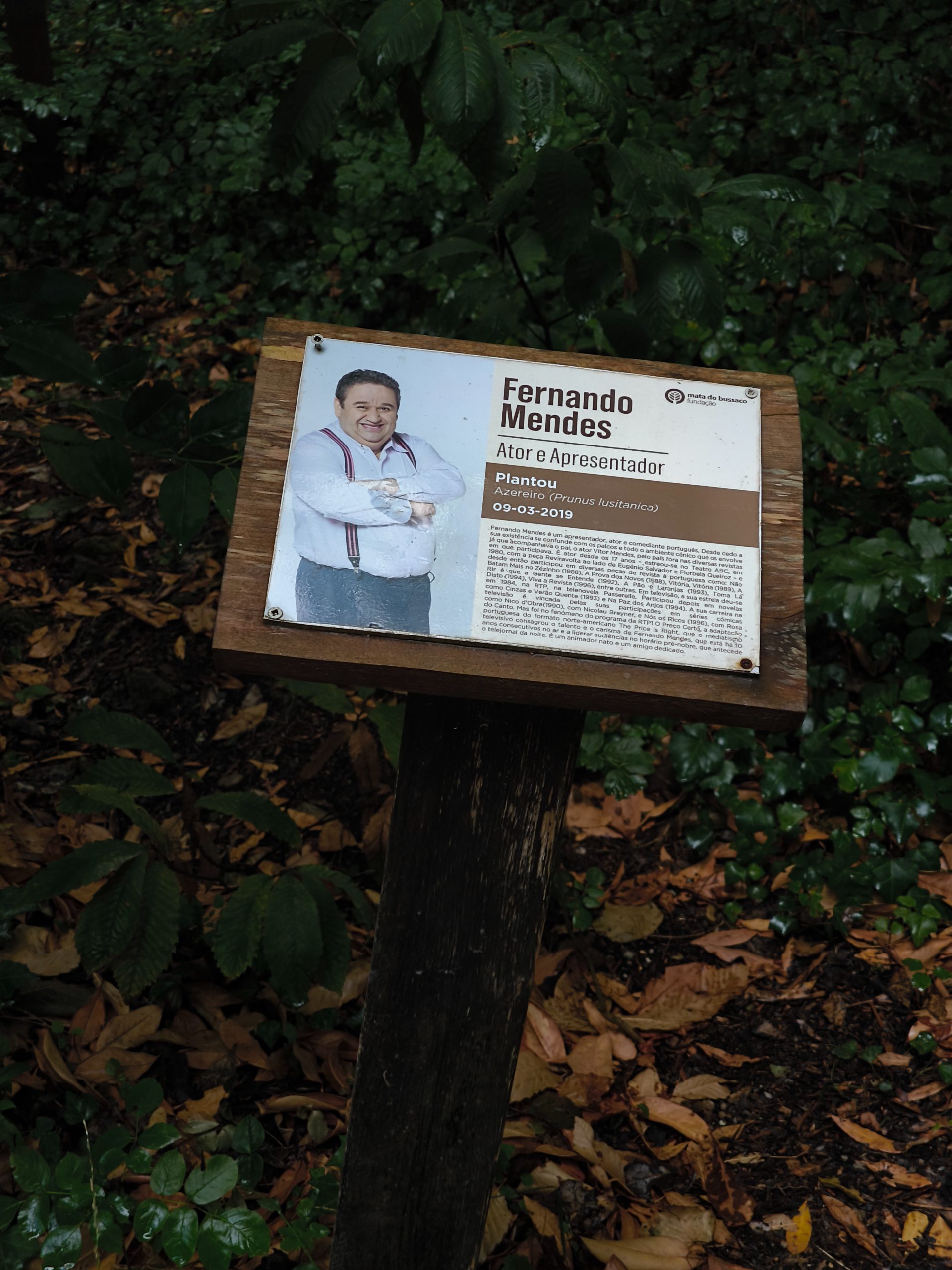 Mata do Buçaco