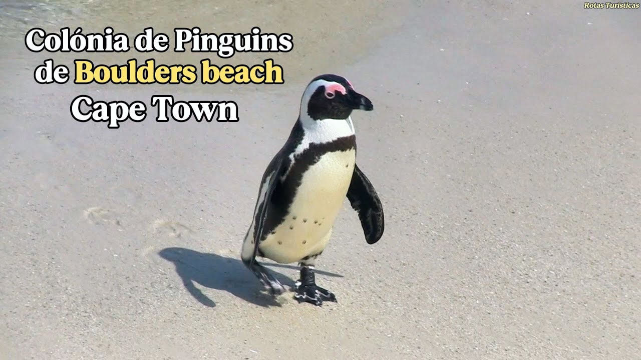Colônia de Pinguins de Boulders beach